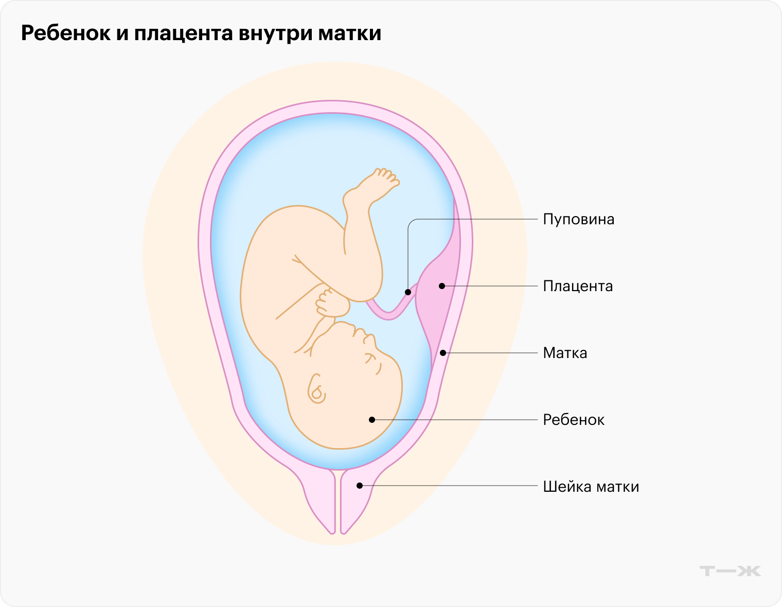 Плацента снабжает ребенка всем необходимым через пуповину