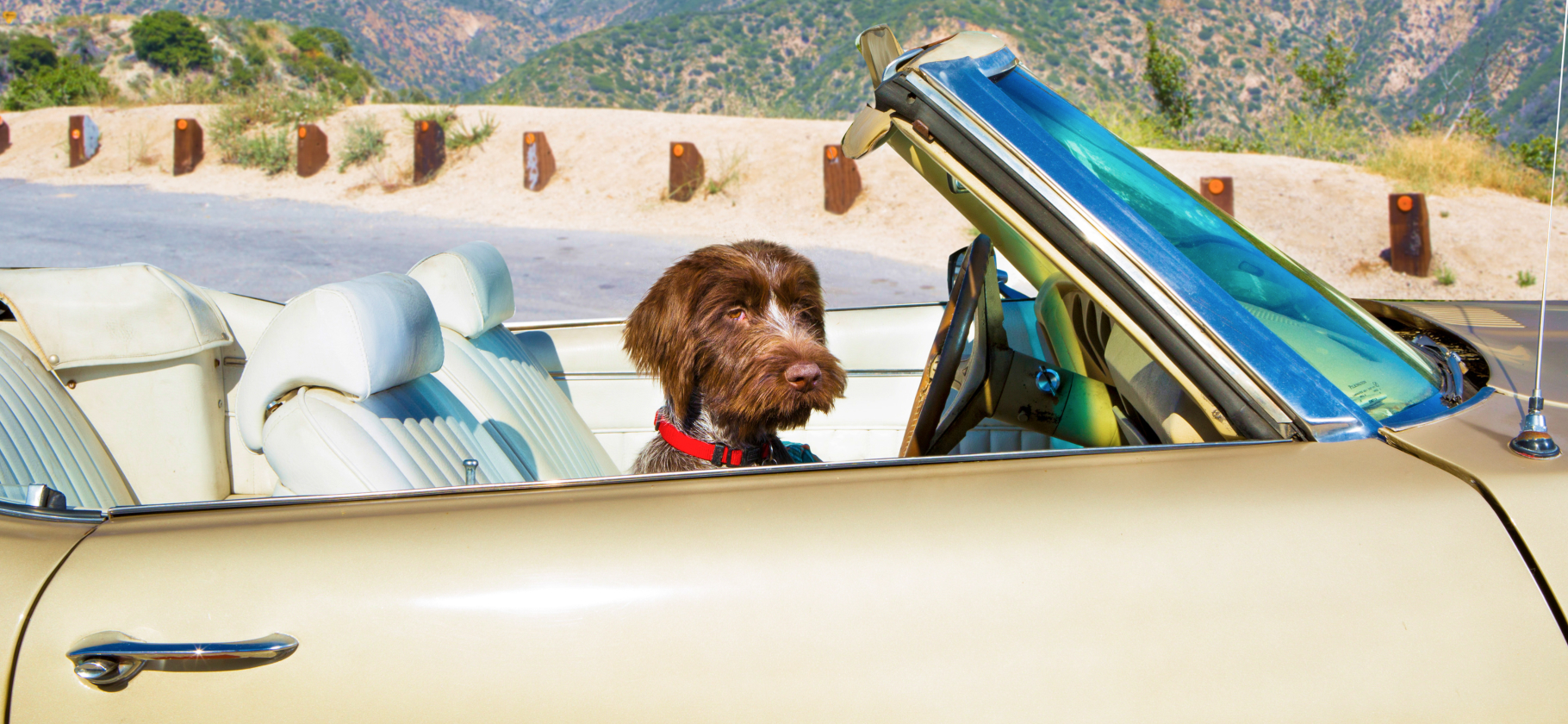 «Познакомить басен­джи с самолетом»: чем заняться с соба­кой в 2026 году