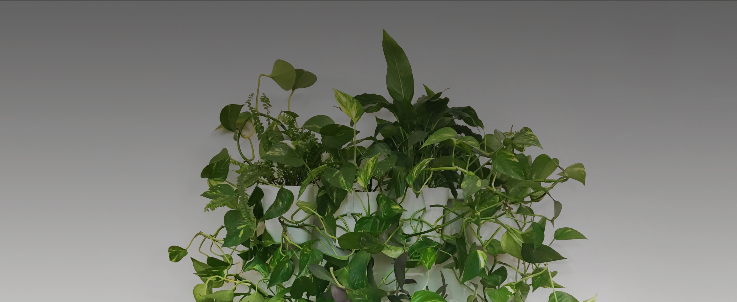 Дети алоэ и гибридный кактус: 20 роскошных растений, которые могут поселиться у вас дома