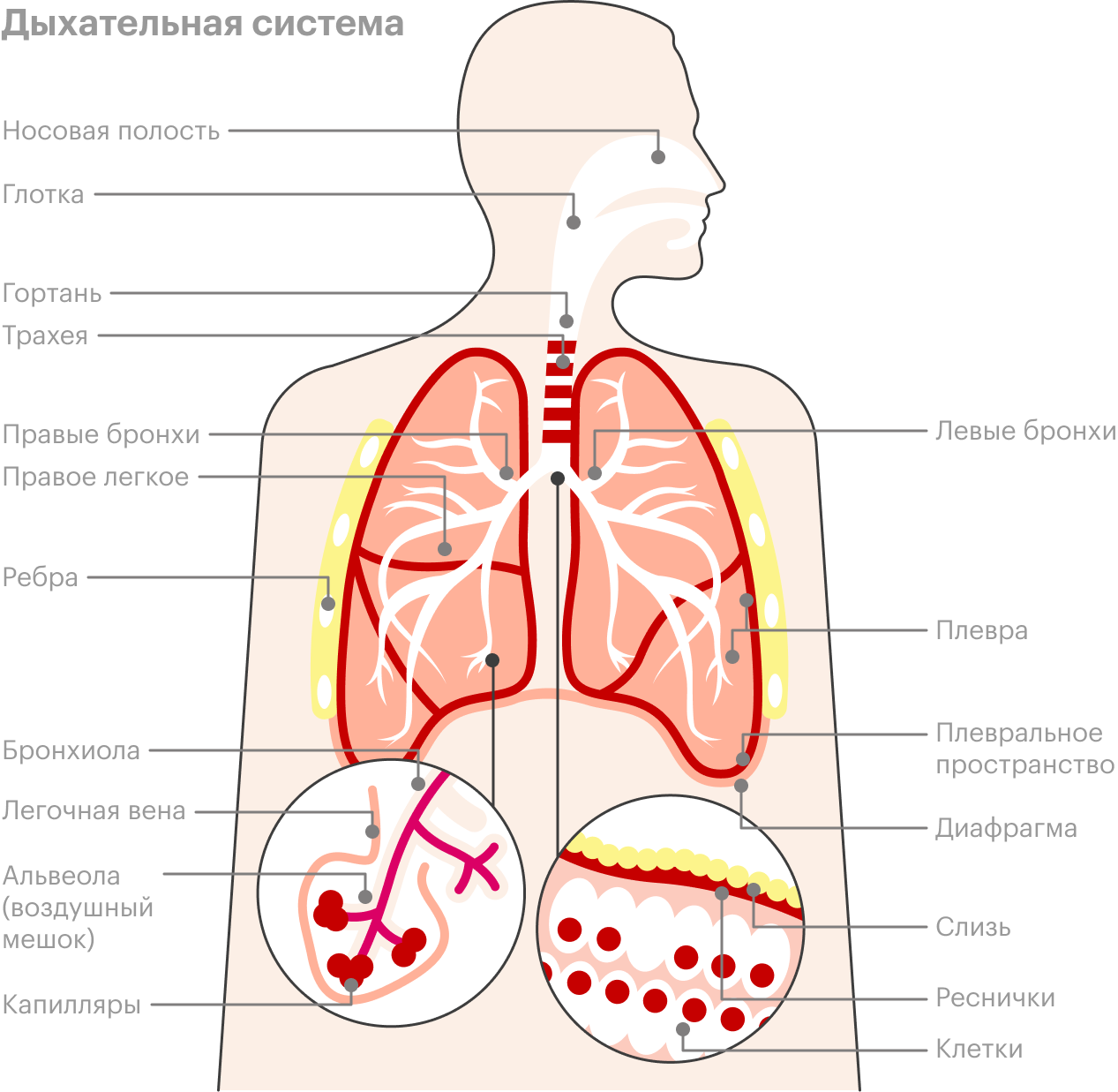 Путь воздуха начинается в носу и заканчивается в альвеолах легких, где и происходит газообмен. Источник: American Lung Association