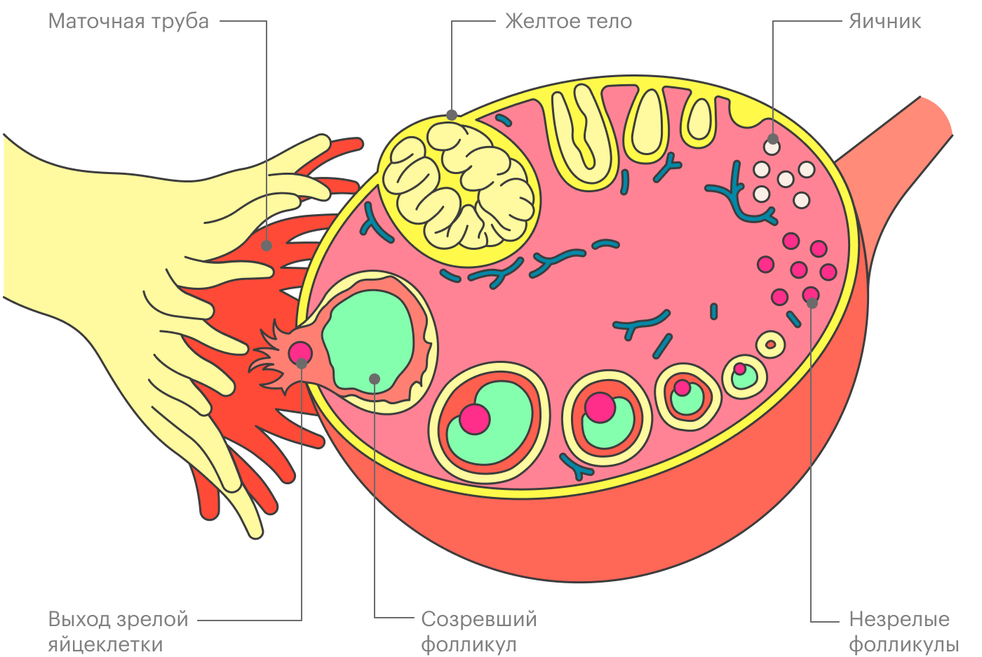 Желтое тело и месячные. Созревание яйцеклетки. Яйцеклетка и желтое тело. Менструальное желтое тело.