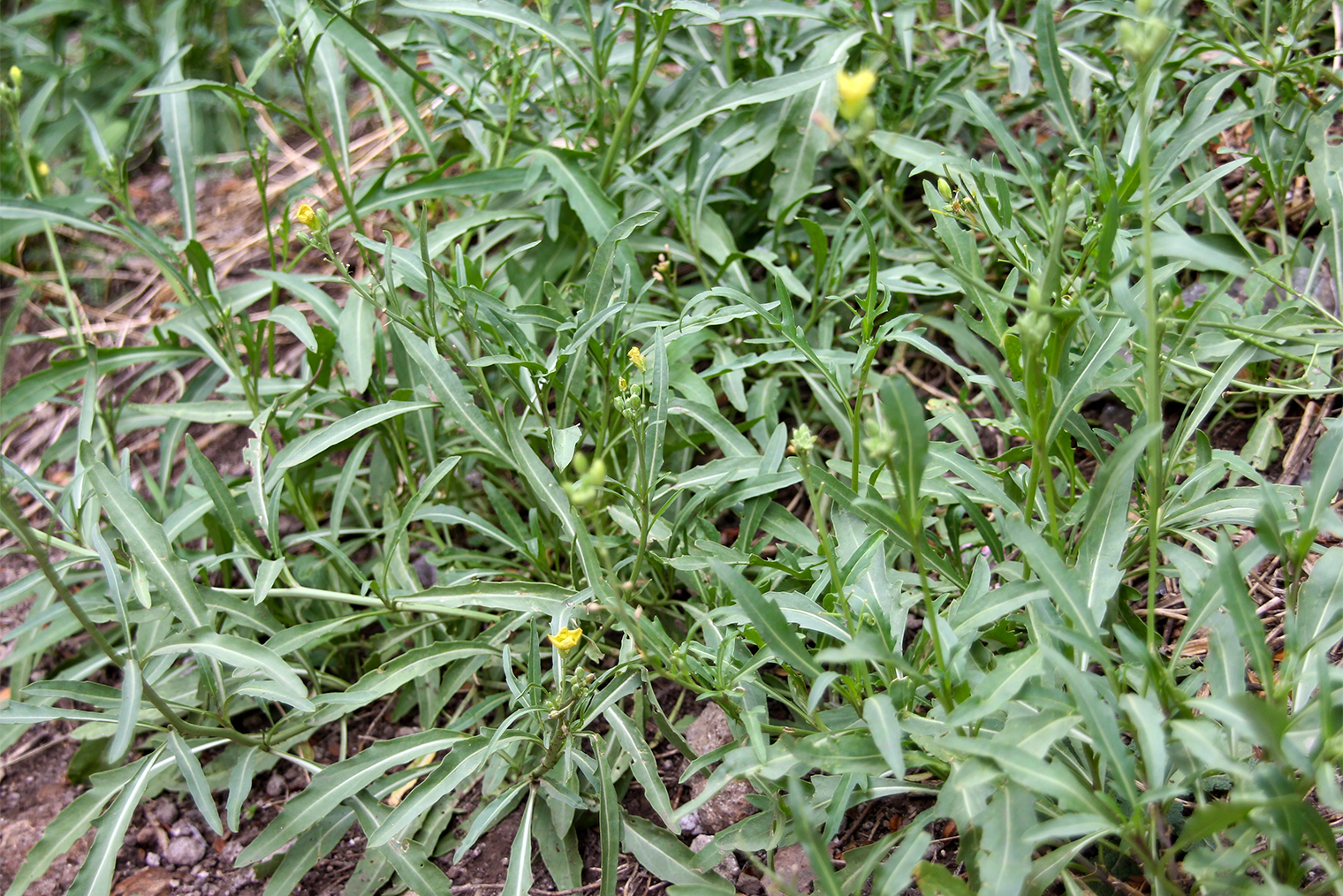 Diplotaxis tenuifolia. Фото: YueStock / Shutterstock / FOTODOM