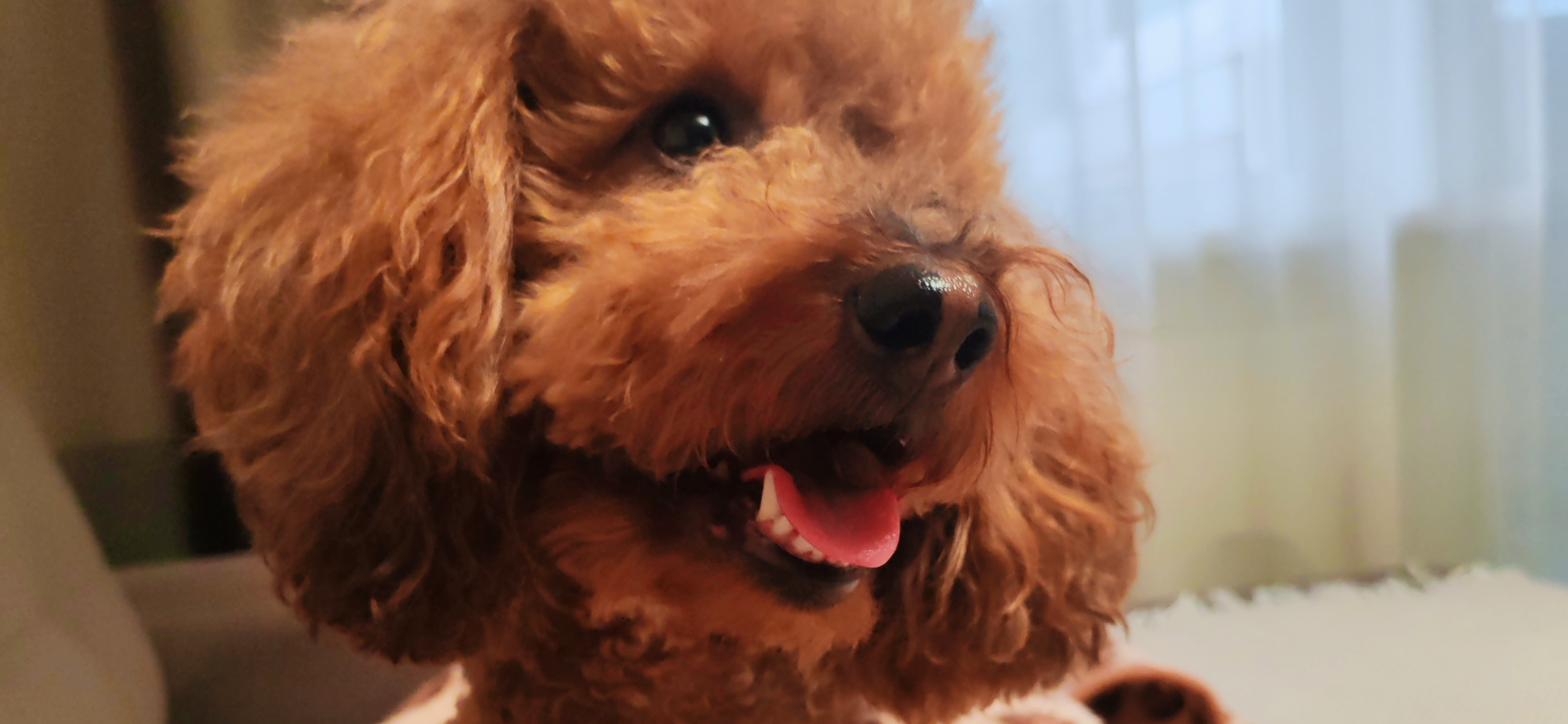 Фото питомца: пудель отдыхает на диване