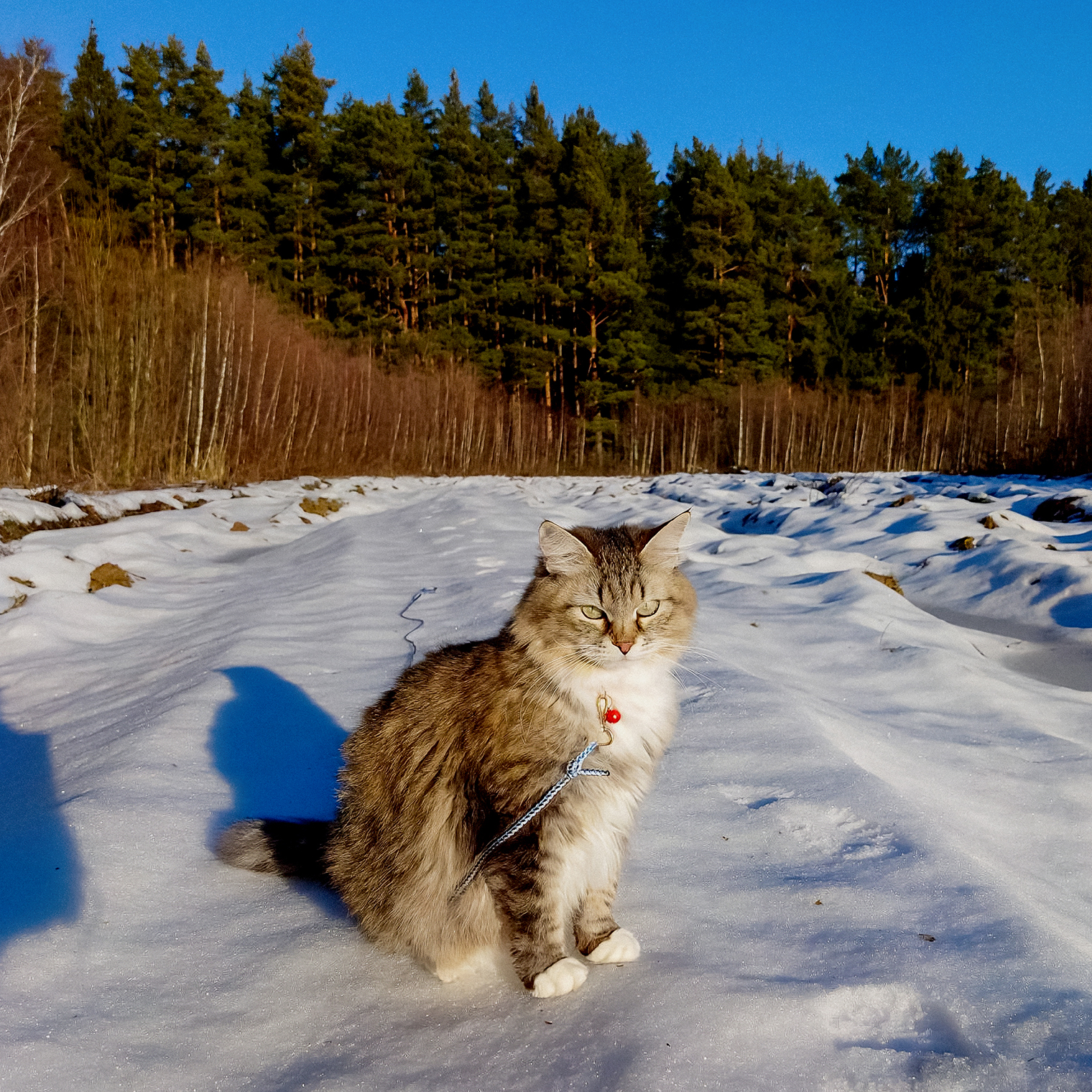 Кошка высматривает добычу
