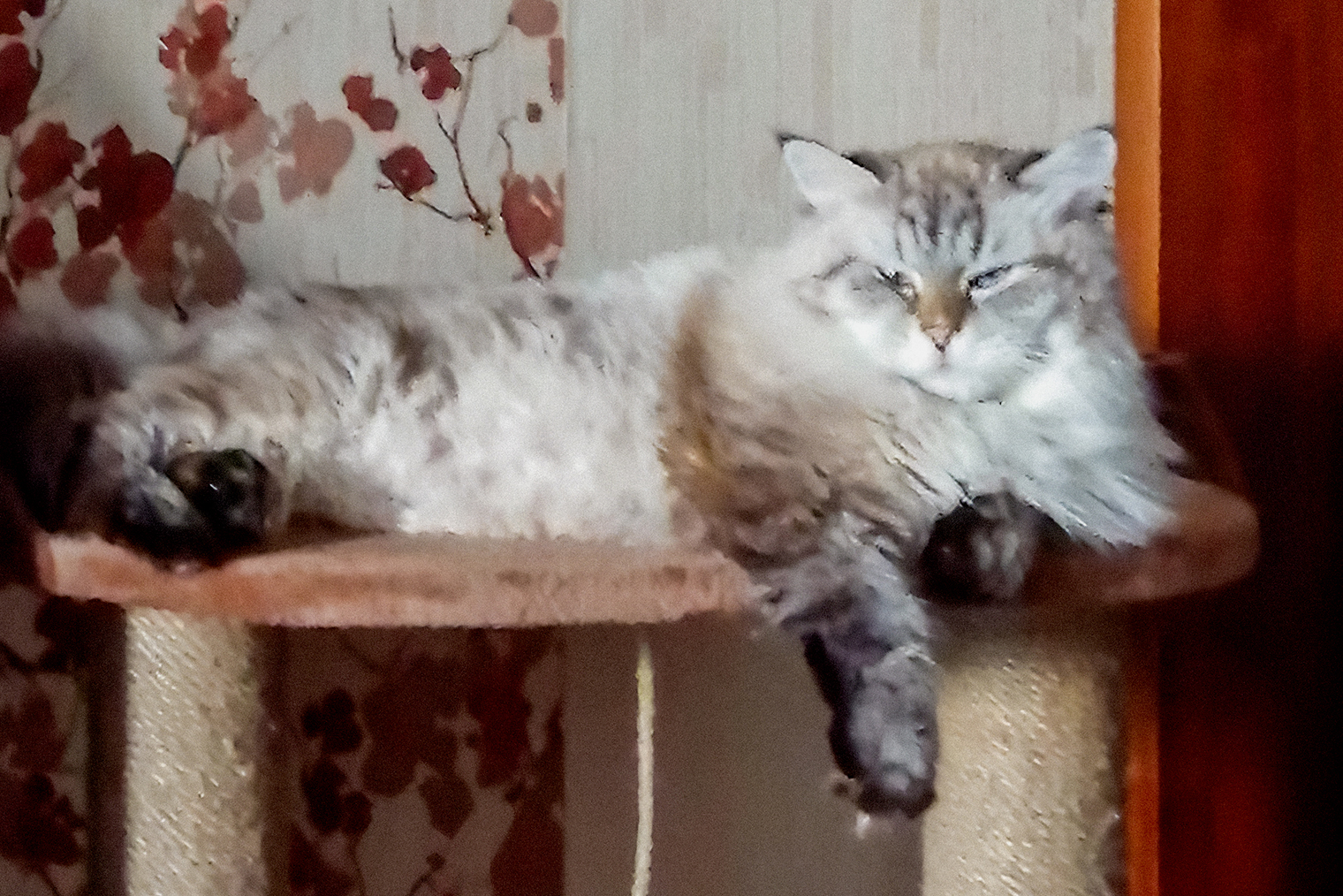 Мой кот