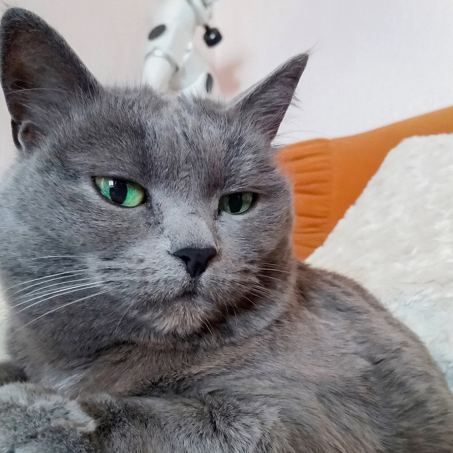 Серьезный кошачий взгляд