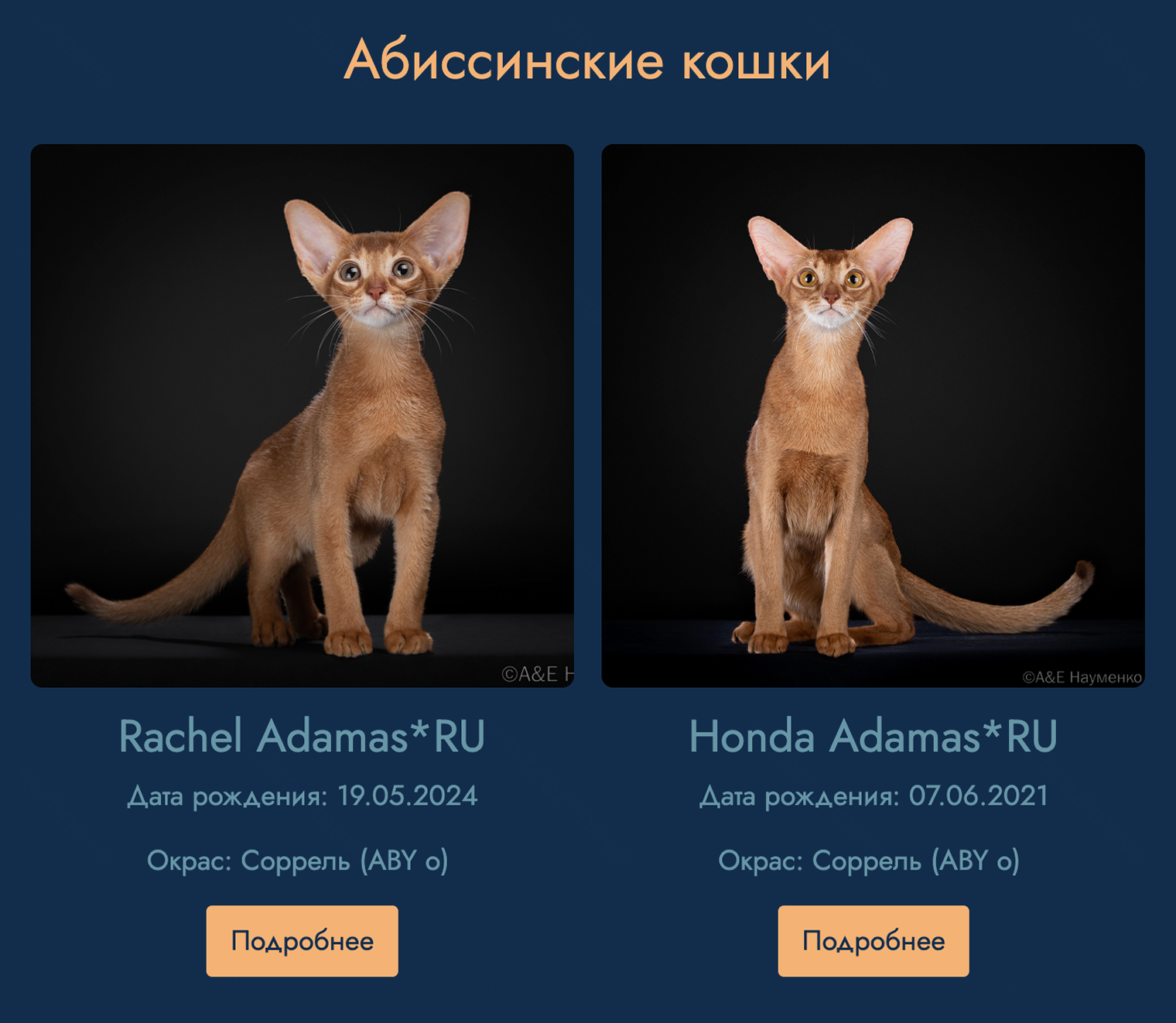На сайте этого питомника есть фотографии кошек, которые участвуют в разведении. А еще — опция просмотра сайта на английском языке. © abyssinians.ru