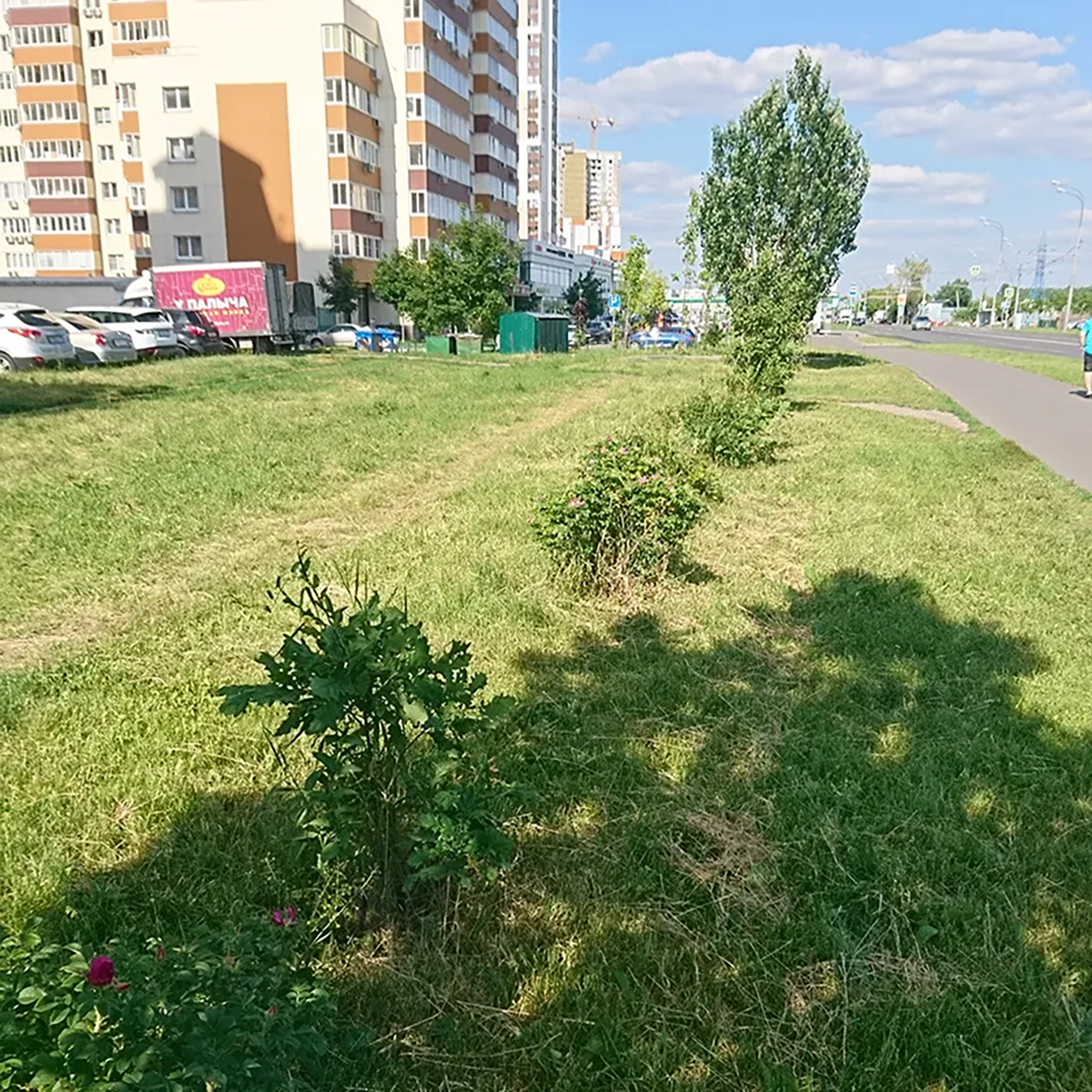 Кусты шиповника и дубы на муниципальной земле вдоль пешеходной дороги. Условия там экстремальные: беспощадное июльское солнце, незаботливые косильщики, неплодородная почва — глина со строительным мусором. Из-за этого шиповник растет медленно
