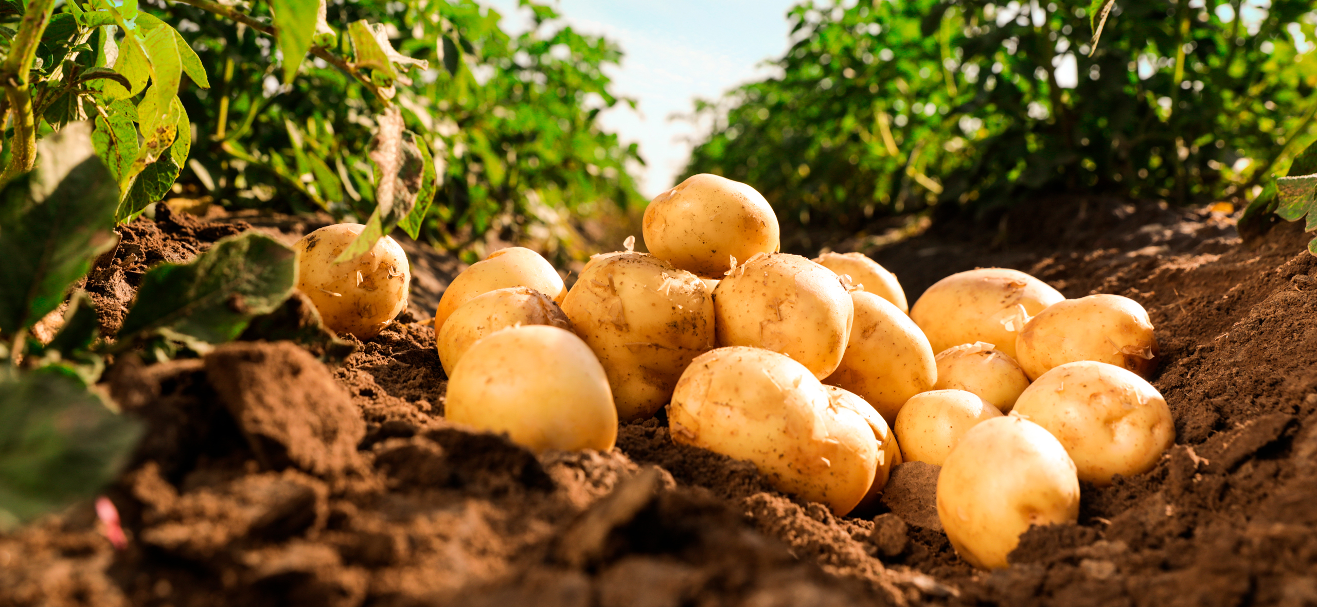 Как вырастить ранний картофель: выбрать сорт и правильно внести удобрения