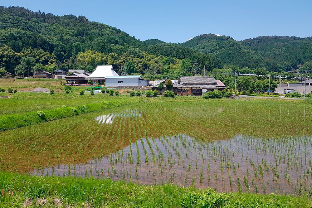 Рисовые поля вблизи паломнических синтоистских троп Кумано-кодо на полуострове Кии