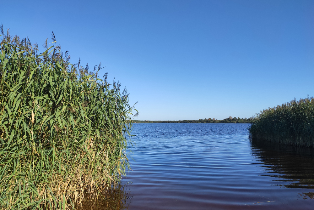 Озеро Лахтинский разлив находится в полутора километрах от моего дома. На другой стороне озера — прокат сап⁠-⁠серфов. Здесь купаются, но пляжики маленькие, а вода цвета торфа