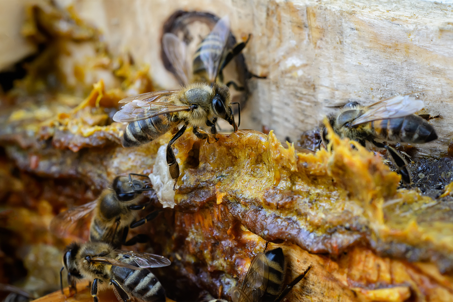 Работа пчел с прополисом. Фотография: kosolovskyy / Shutterstock