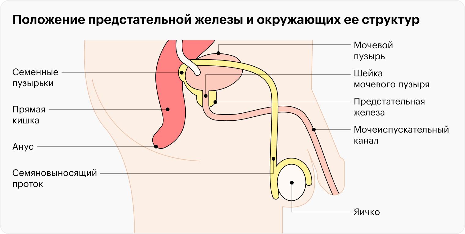 Предстательная железа — орган объемом 25⁠—⁠28 см³, расположенный за мочевым пузырем
