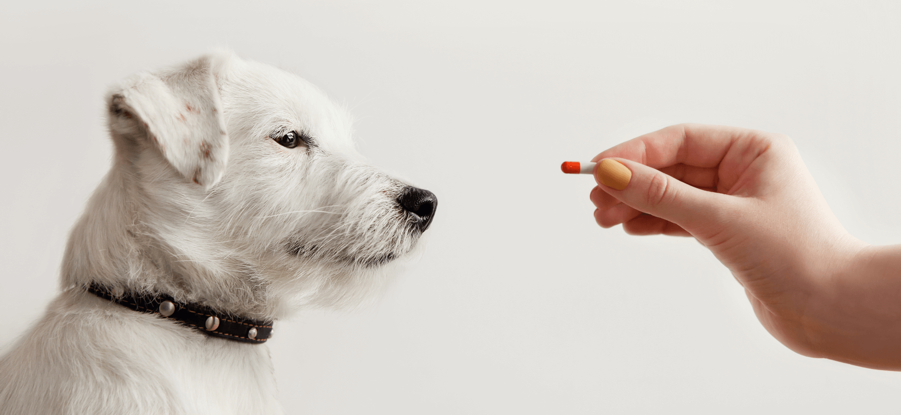 Можно ли заразиться глистами от кошки или собаки: стоит ли принимать  средства от паразитов