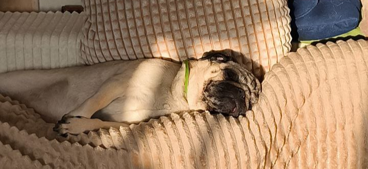 Фото питомца: мопс Карамель смотрит собачьи сны, нежась на солнышке