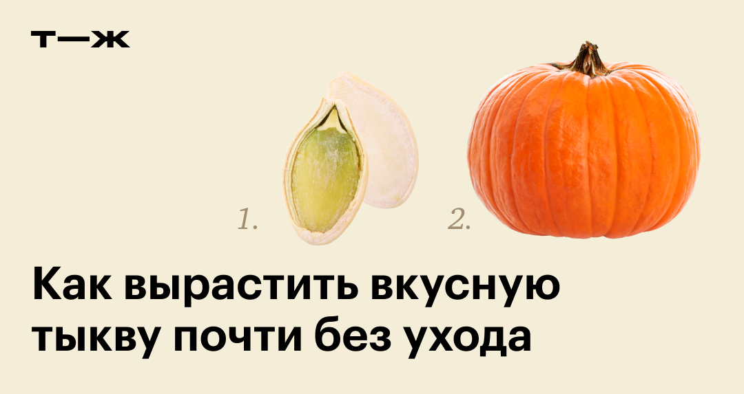 Как вырастить тыкву в открытом грунте: когда и как сажать, как ухаживать