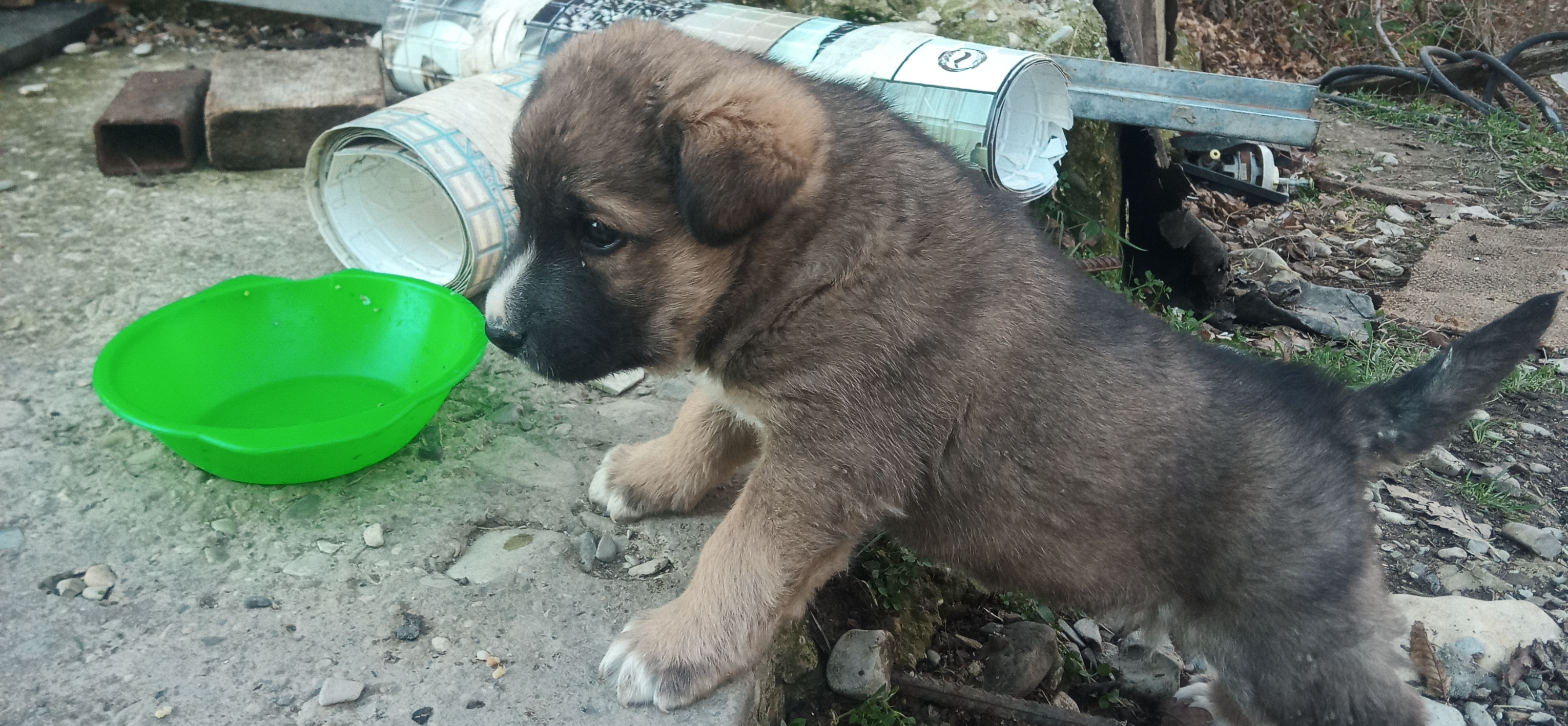 Я забрал из соседского подвала щенка Барни, у которого пропала мама