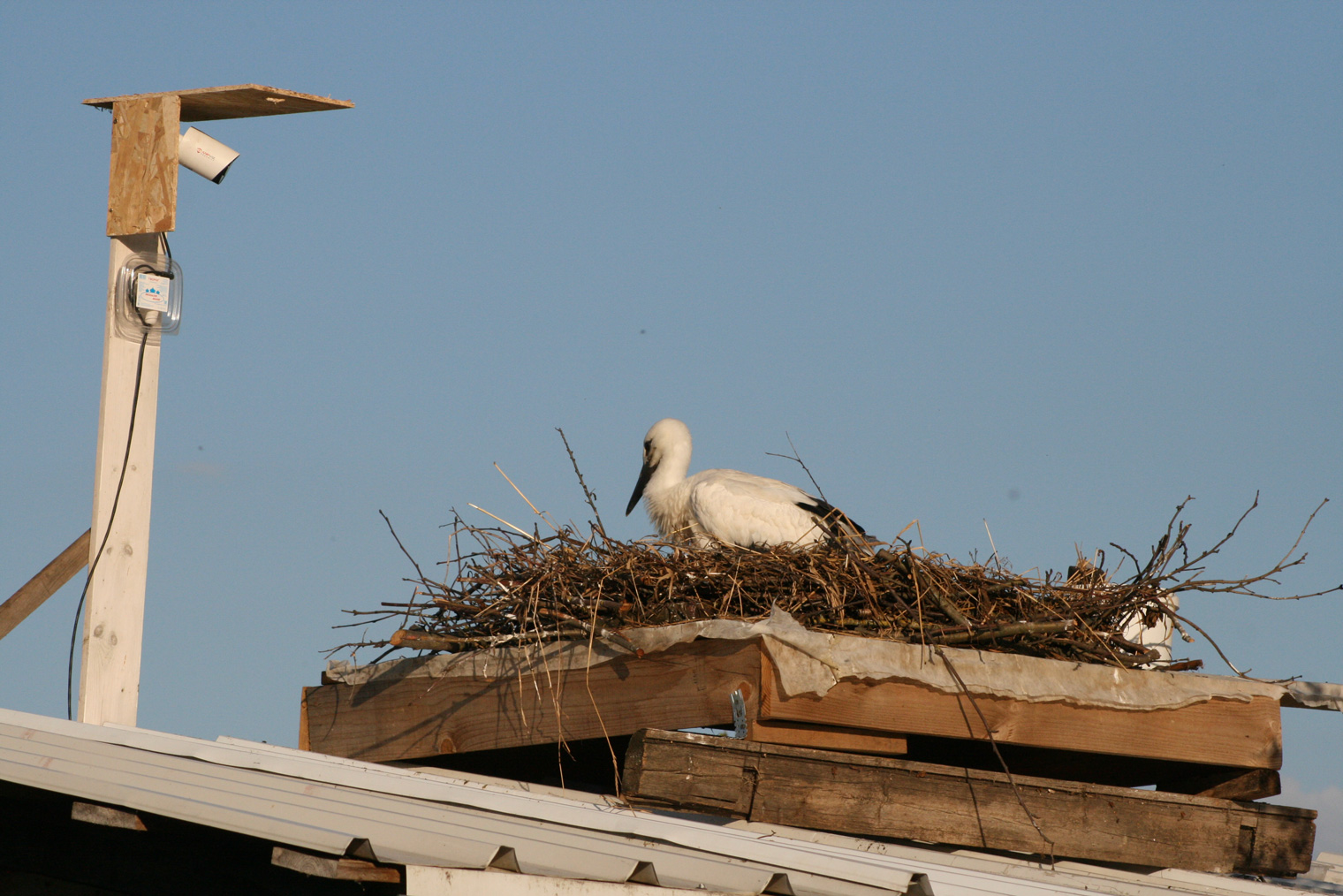 Гнездо аиста: 55 фото и варианты привлечения красивых птиц