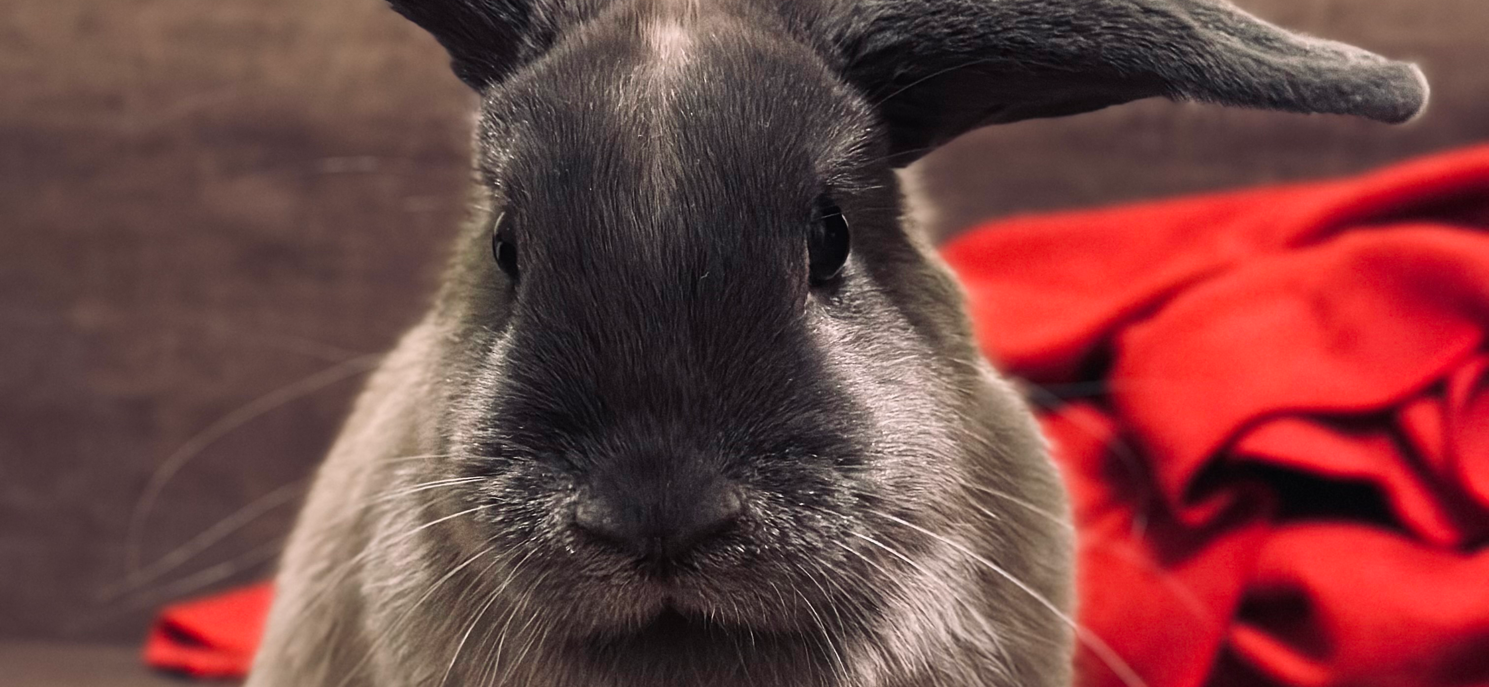 Фото питомца: кролик Юкки позирует