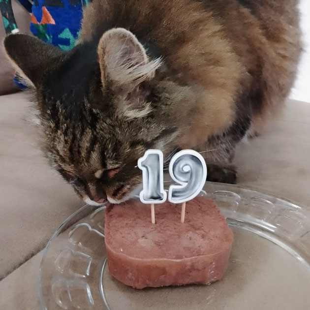 В Турции Пуся отмечала 19⁠-⁠й день рождения. Это третья страна, в которой жила кошка. А Сербия — уже четвертая