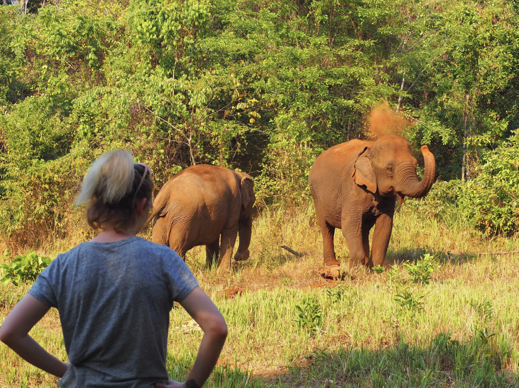 Слоны в заповеднике Elephant Valley Project. Источник: elephantvalleyproject.org