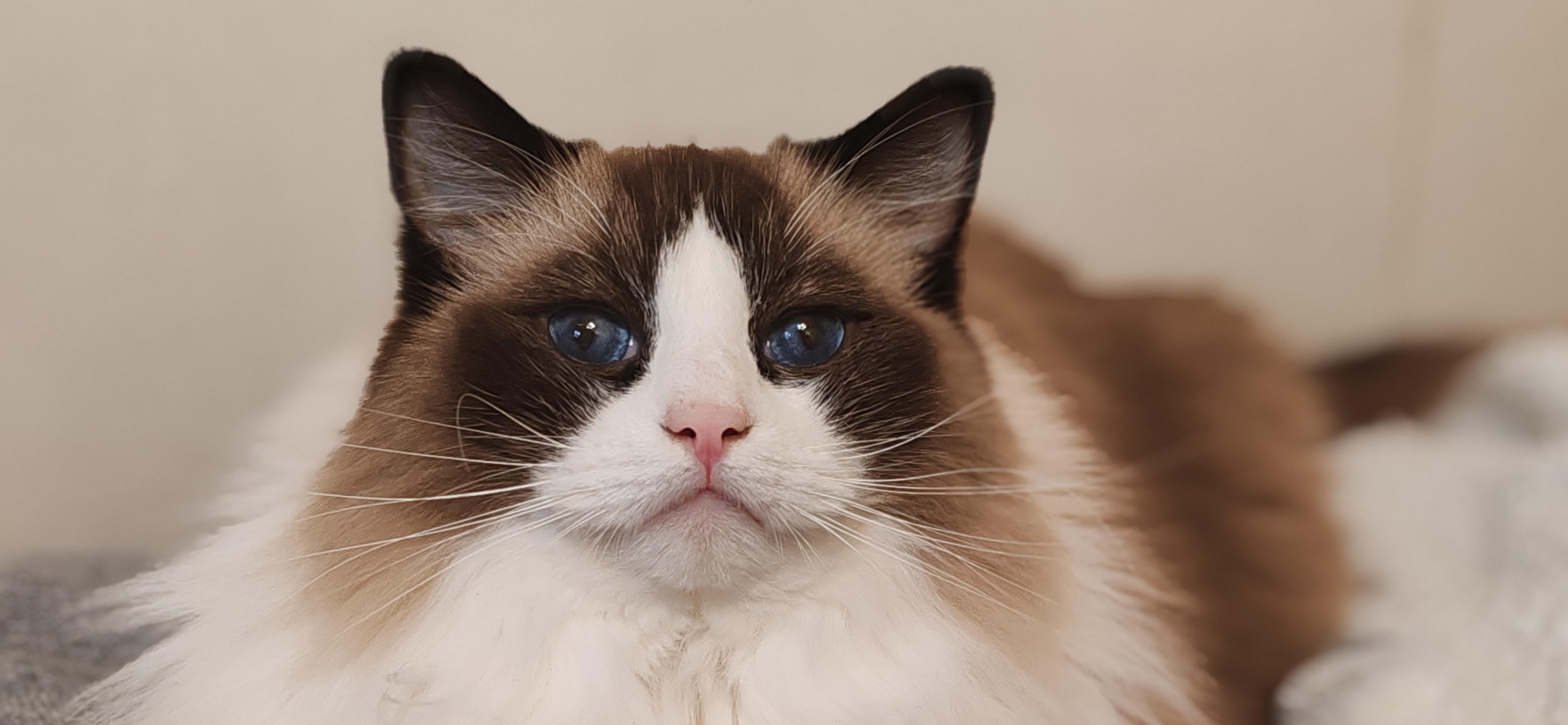 Фото питомца: рэгдолл Лагерта познает дзен