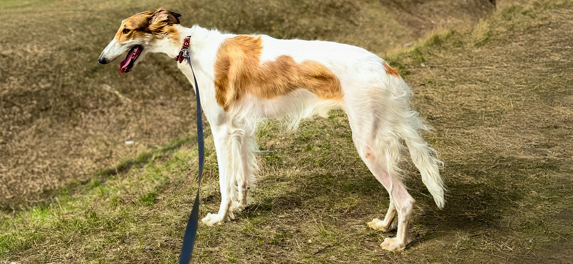 «Все думают, что это колли»: 6 пород собак, которых встретишь нечасто