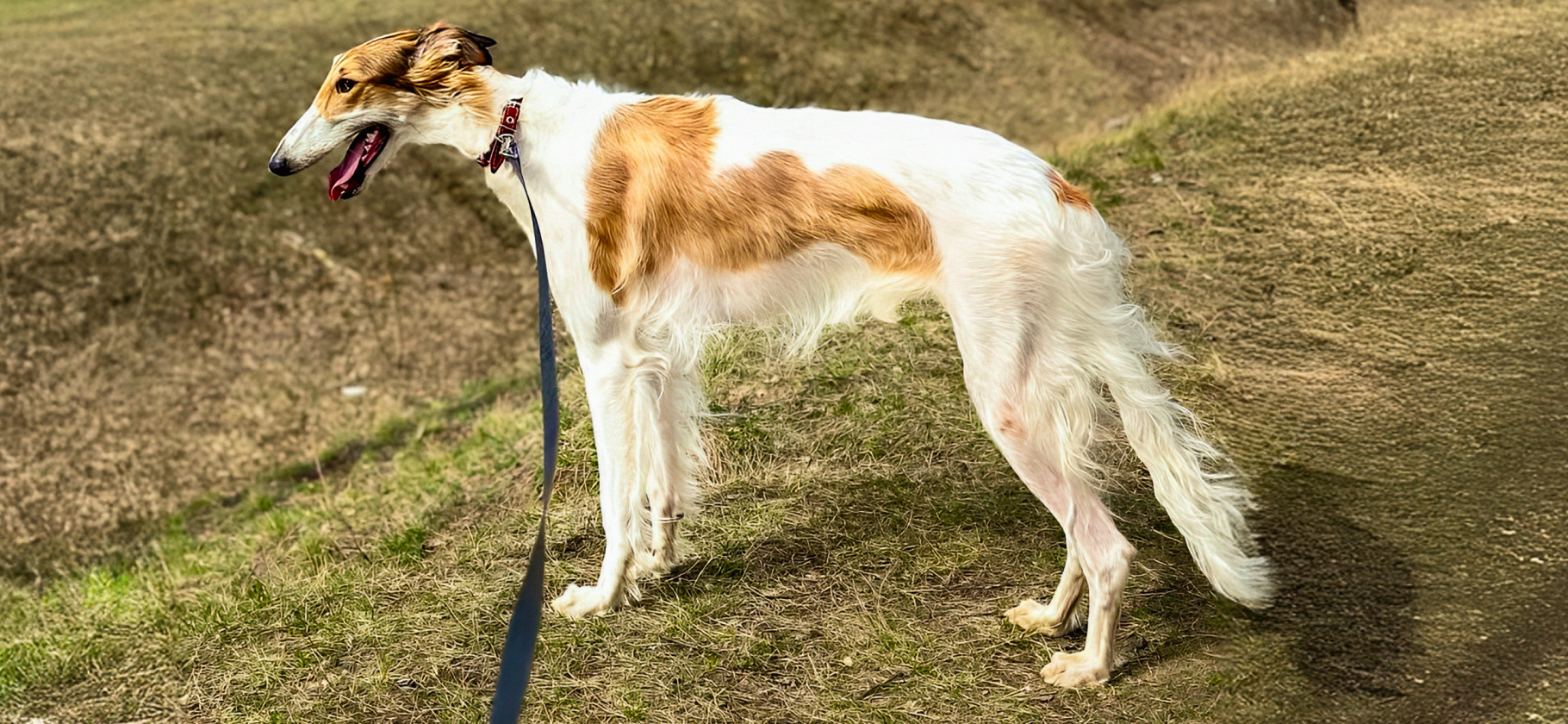 «Все думают, что это колли»: 6 пород собак, которых встретишь нечасто