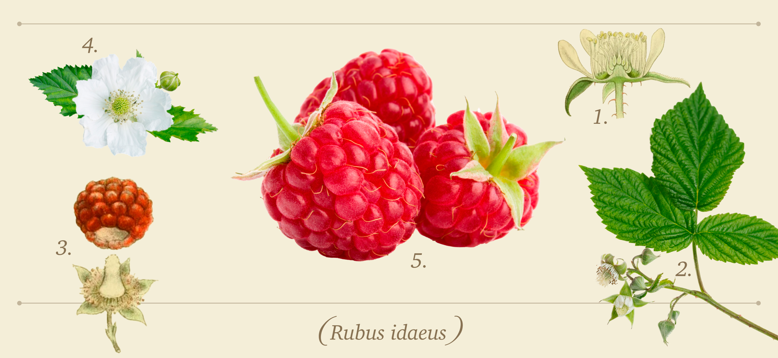 Как я выращиваю сортовые фиалки на подоконнике