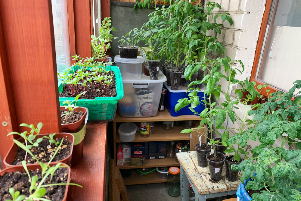 Часть рассады томатов, капусты и цветов я вынесла на балкон. Температура там на 4⁠—⁠5 °C выше, чем на улице, поэтому даже ночные похолодания растения переносят хорошо