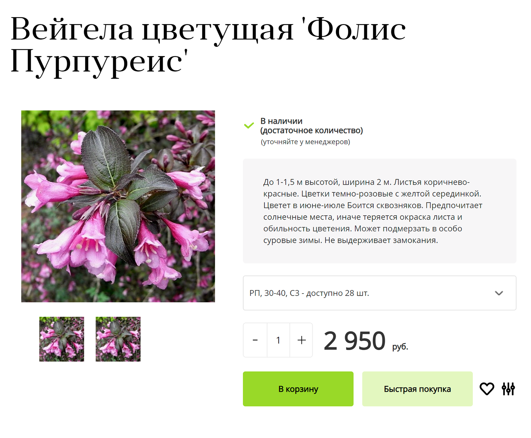 Это уже сортовое растение — с названием сорта «Фолис Пурпуреис». Оно будет расти чуть медленнее, чем просто вейгела цветущая. Источник: uzhniy.ru