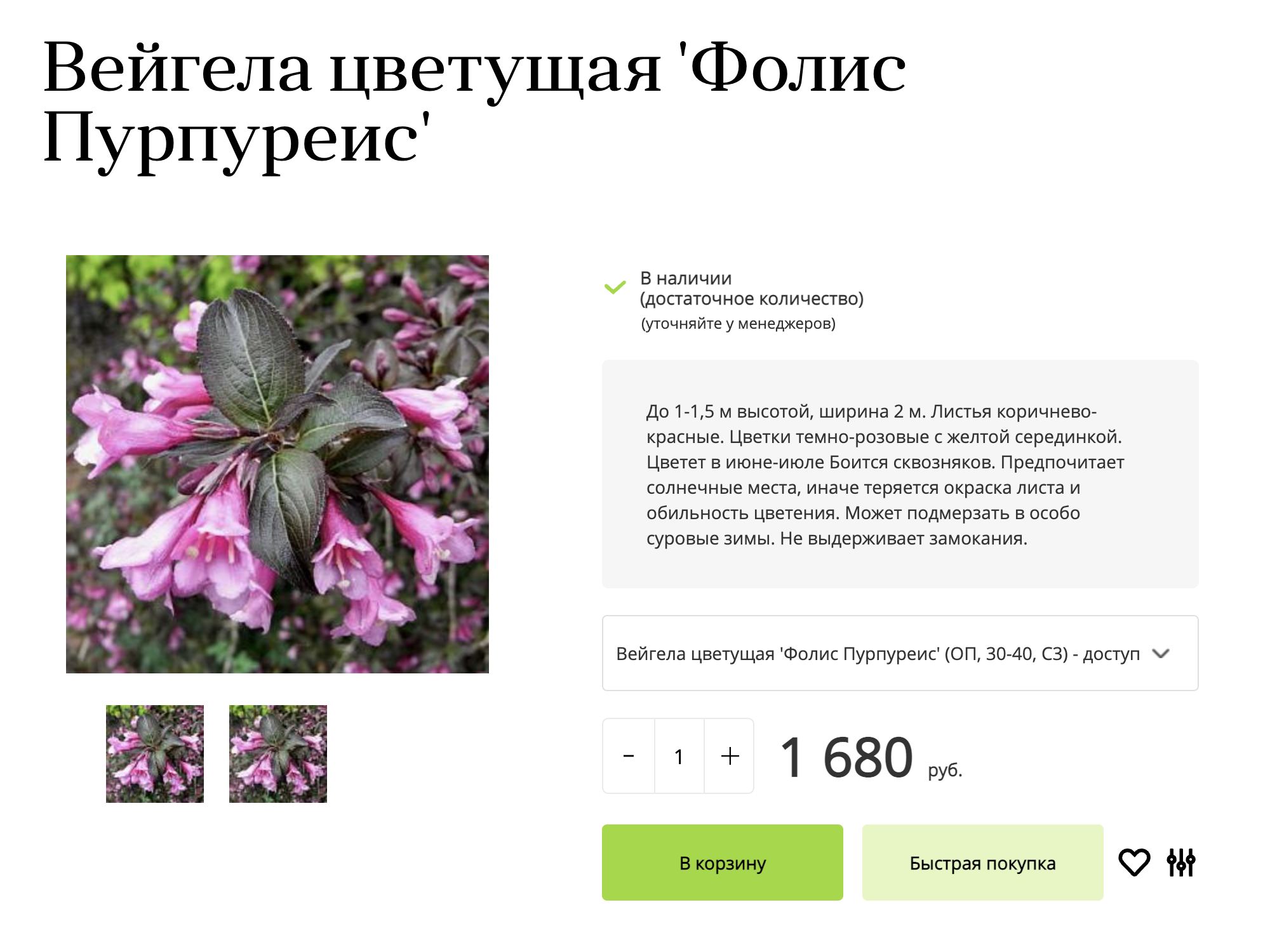 Это уже сортовое растение — с названием сорта «Фолис Пурпуреис». Оно будет расти чуть медленнее, чем просто вейгела цветущая. Источник: uzhniy.ru