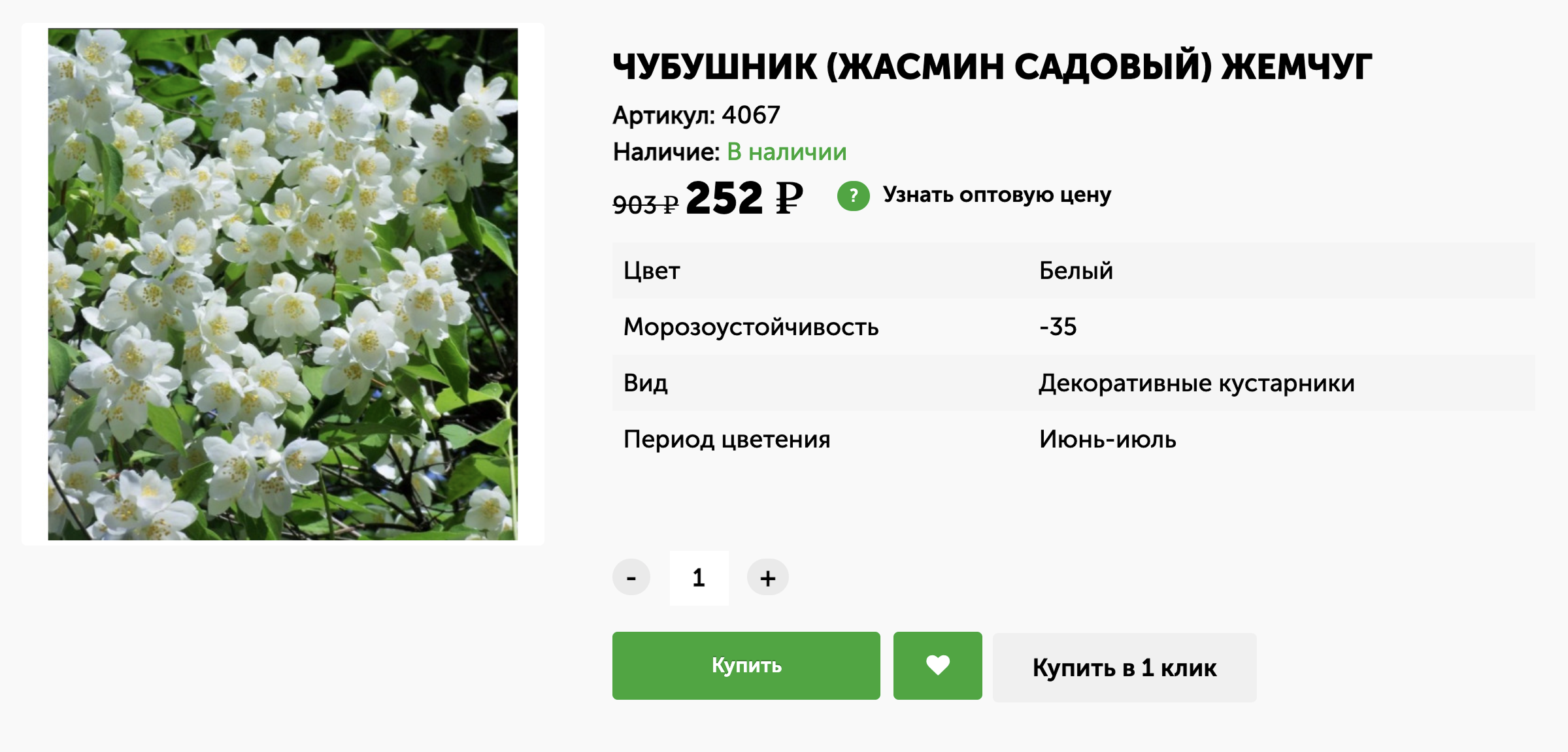 Это уже сортовое растение — с названием сорта «Жемчуг». Оно будет расти чуть медленнее, чем просто жасмин садовый. © tula.svoy-pitomnik.ru