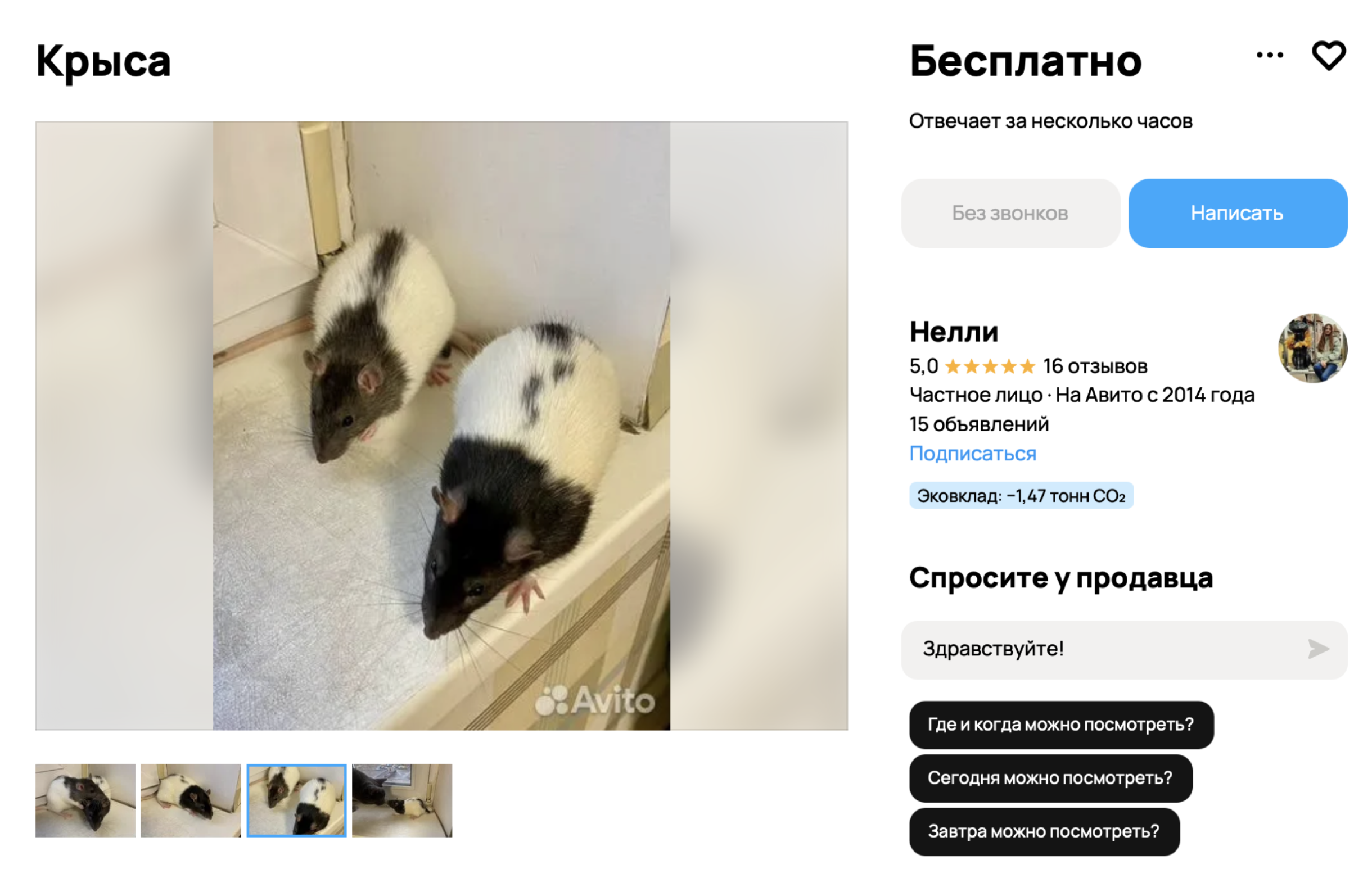 Чаще всего бесплатно отдают взрослых крыс. © avito.ru