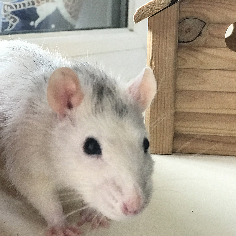 Сколько живут крысы декоративные в домашних условиях, чем их кормить, как содержать