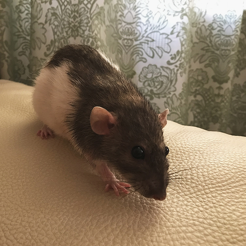 Как правильно ухаживать за домашней крысой