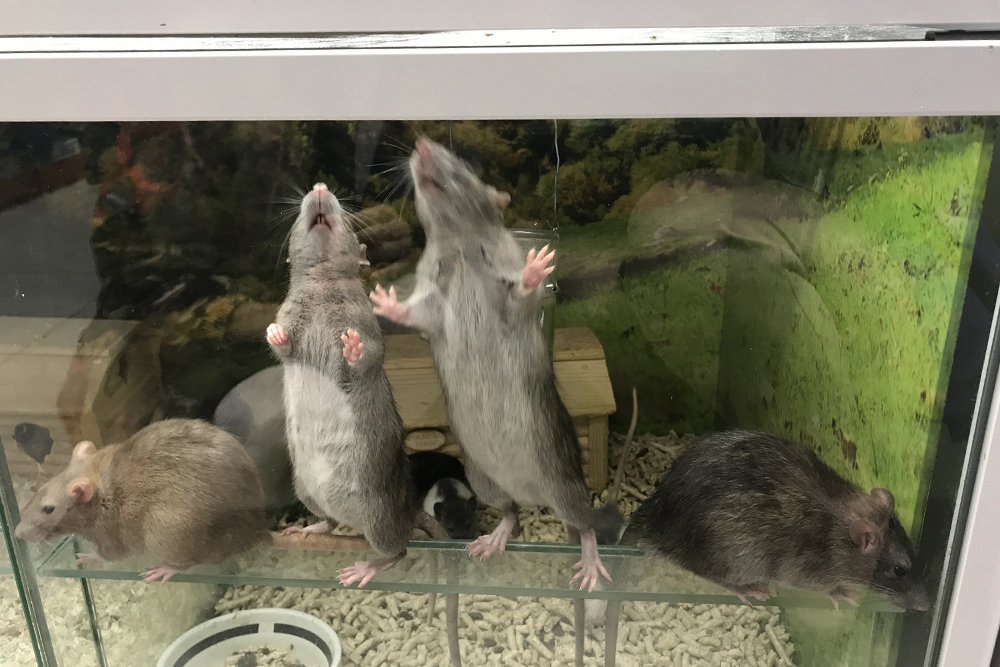 Взрослые декоративные крысы в зоомагазине. Они содержатся не в лучших условиях: небольшая клетка на несколько животных