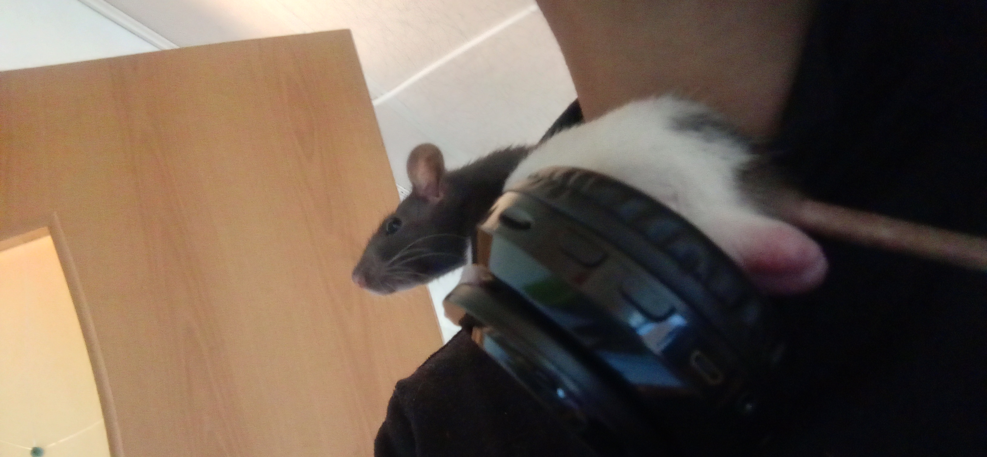 Фото питомца: крыса Адам сидит на шее