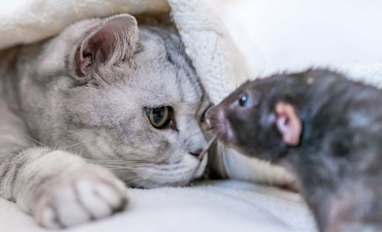 Крысы вряд ли уживутся с кошкой или собакой