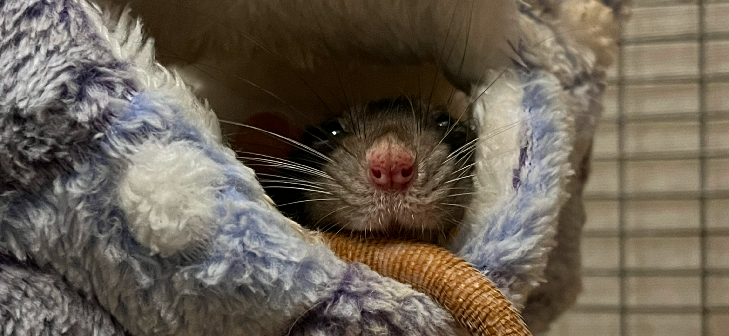 Фото питомца: крыса Чернуха сонно выглядывает из гамака