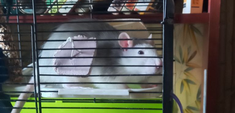 Фото питомца: крыса Драхма XI изучает новый домик