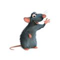 Rat Genuimous 