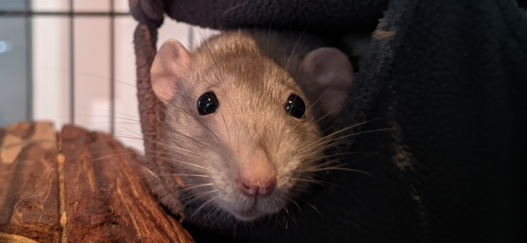 Фото питомца: крыса Семечка отдыхает в гамаке