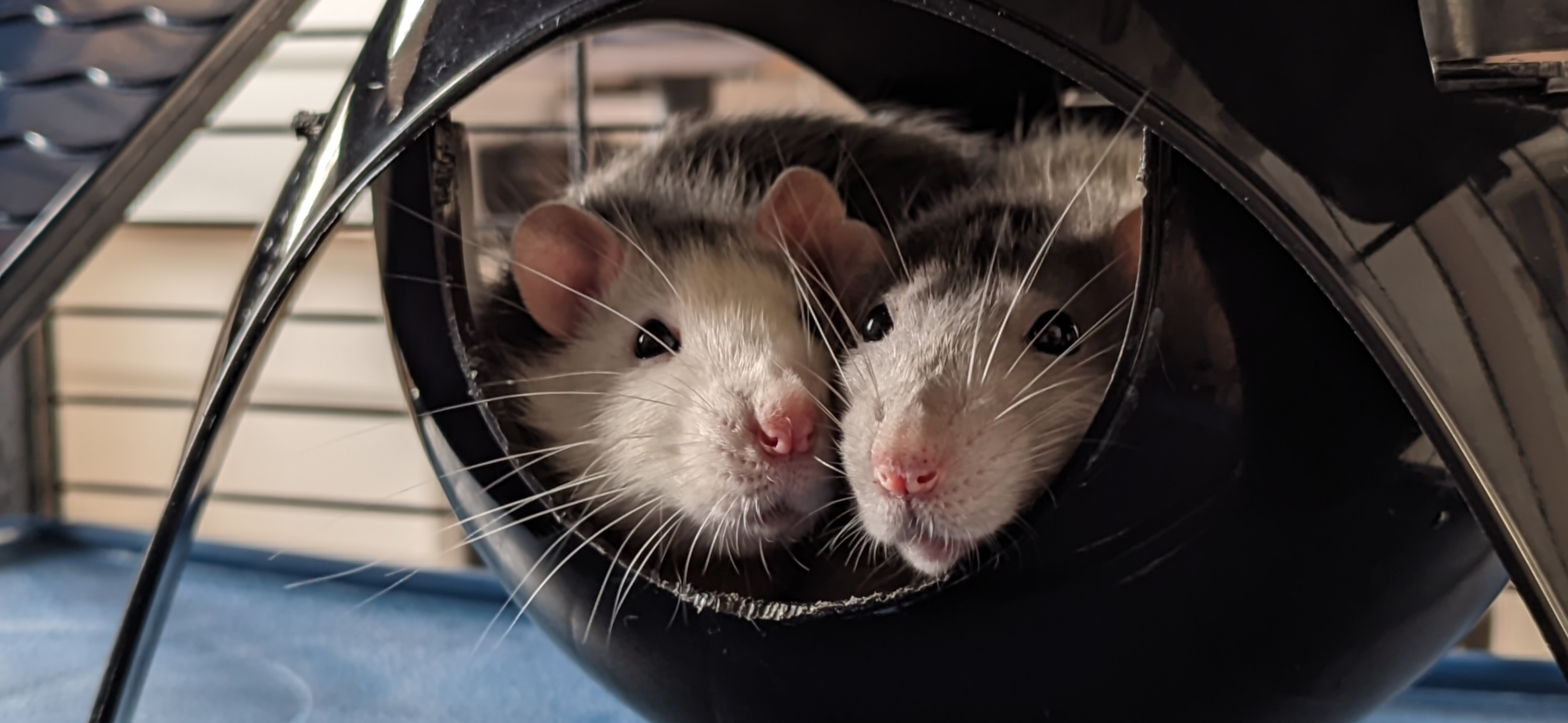 Фото питомцев: крысы Семечка и Шпунтик пережидают уборку в клетке