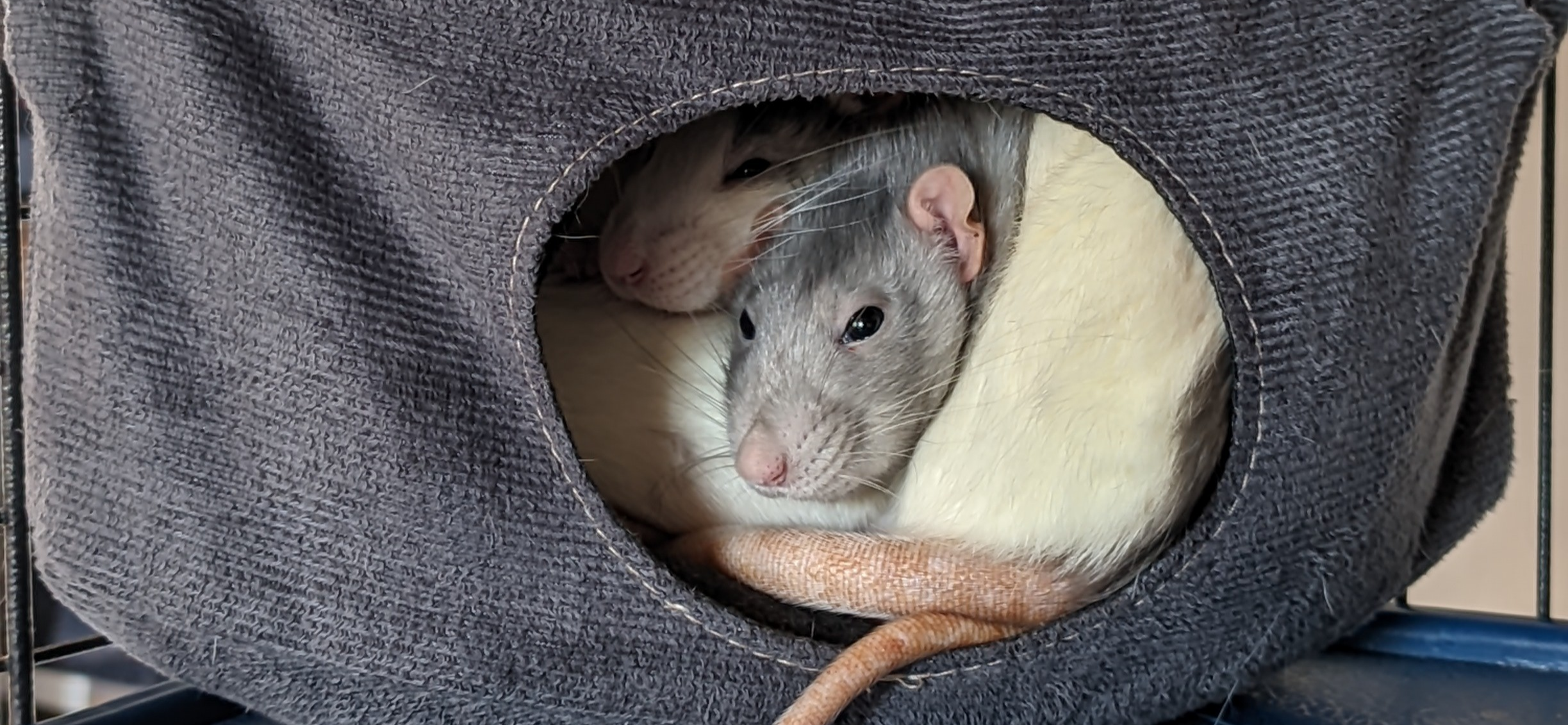 Фото питомцев: крысы Семечка, Винтик и Тельма втиснулись в домик