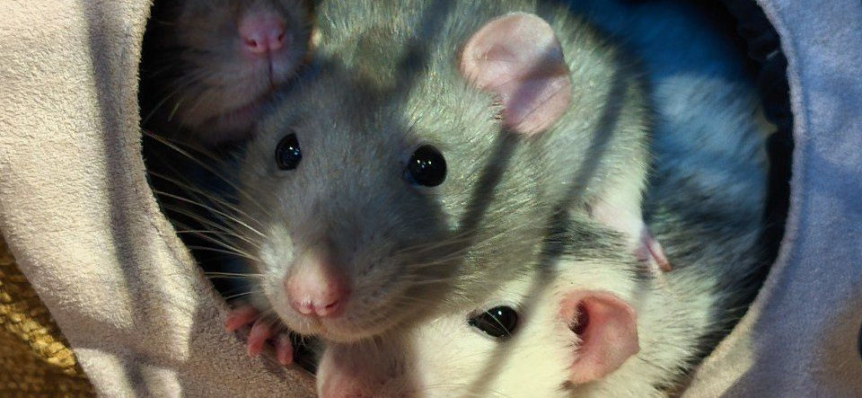 Фото питомцев: крысы Тельма, Луиза и Семечка отдыхают в мягком домике