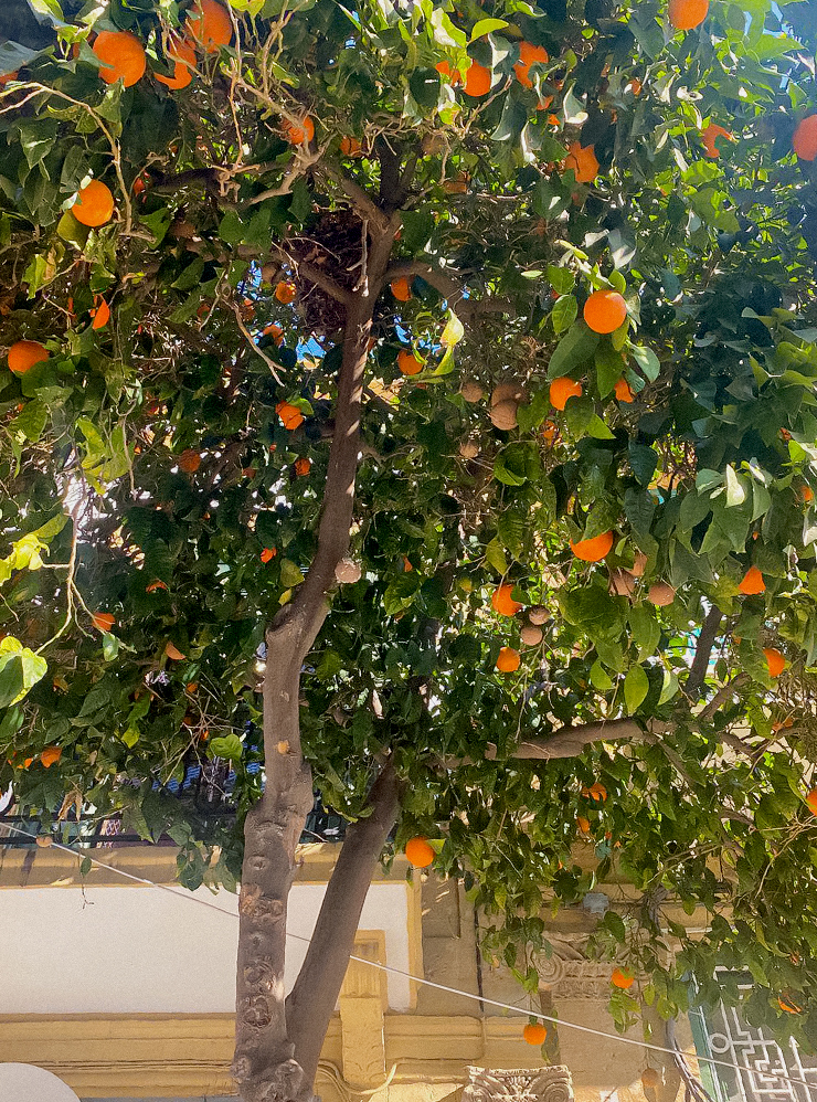 На улицах много фруктовых деревьев