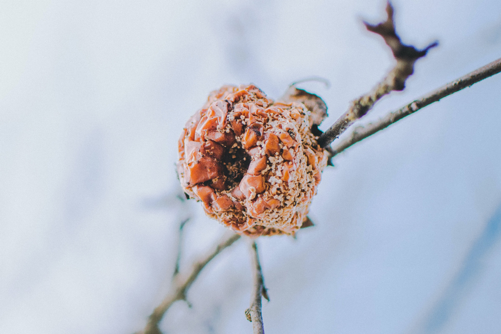Такие плоды на яблоне — плохой знак: ее следует обработать от парши — это грибковое заболевание. Фото: Юрий Клименов / Unsplash