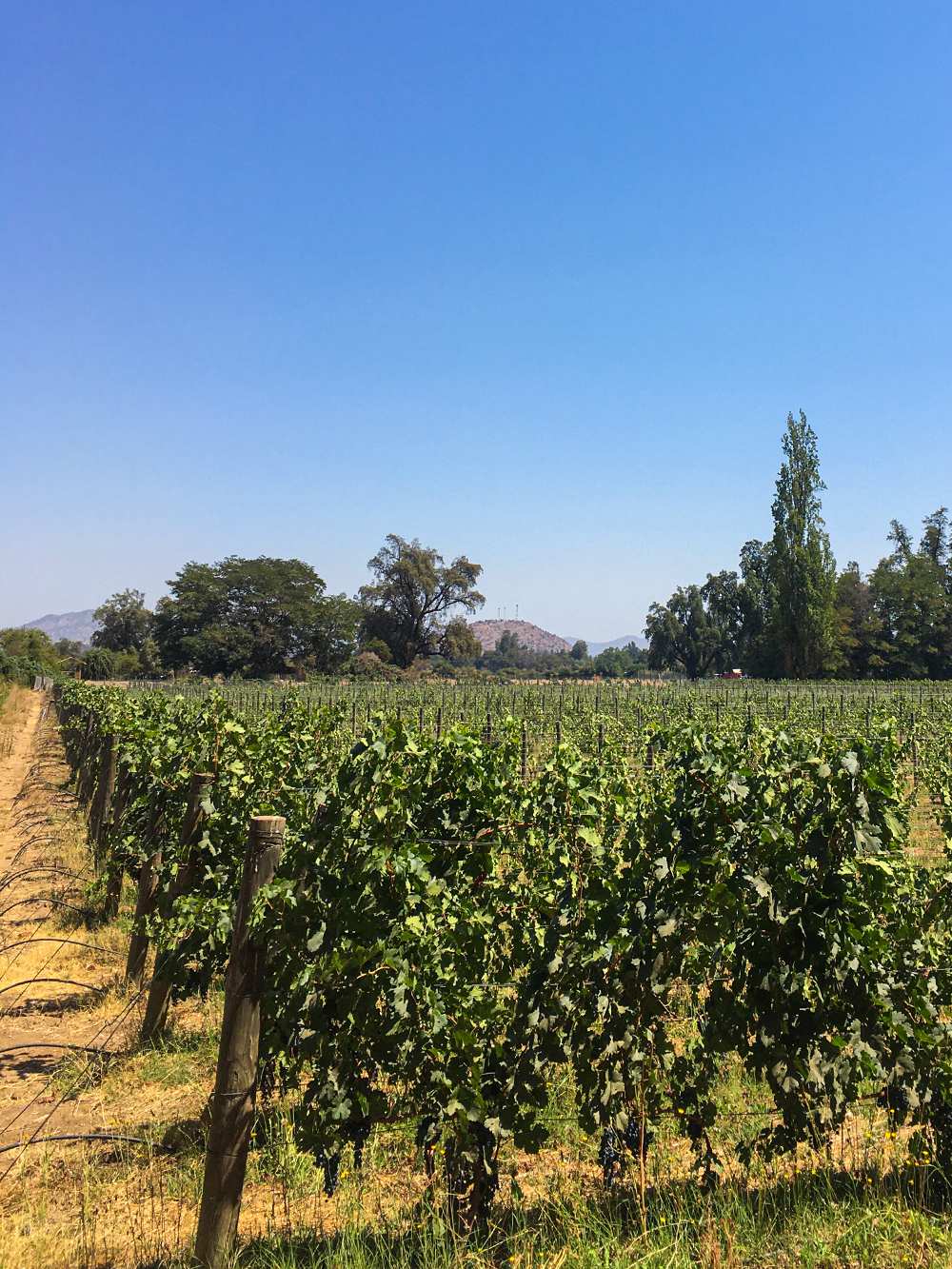 Виноградники. Этот район считается самым «виноградным» во всей Латинской Америке, тут находятся самые крупные заводы по производству вина