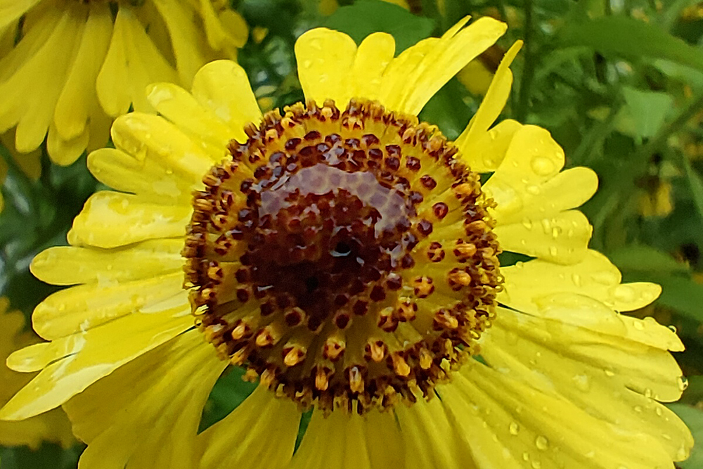 В макрорежиме с расстояния в 4⁠—⁠5 см можно сфотографировать цветок со всеми тычинками и лепестками